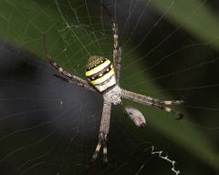 Argiope keyserlingi