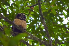 Pulsatrix perspicillata