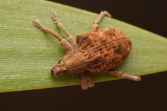 Curculionoidea