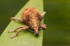 Curculionoidea