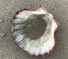 Pecten fumatus