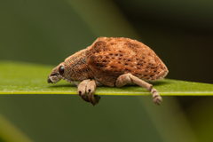 Curculionoidea