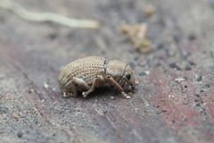 Curculionoidea