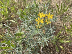 Lupinus luteus