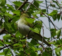 Phylloscopus sibilatrix