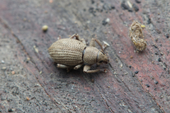 Curculionoidea