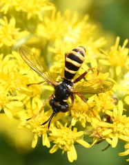 Conops quadrifasciatus