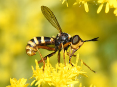 Conops quadrifasciatus