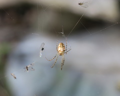 Metellina segmentata