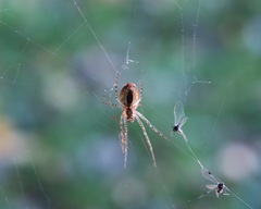 Metellina segmentata