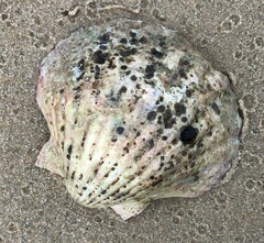 Pecten fumatus