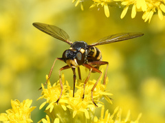 Conops quadrifasciatus