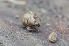 Curculionoidea