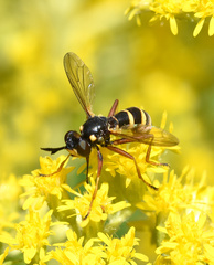 Conops quadrifasciatus
