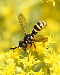 Conops quadrifasciatus