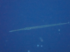 Fistularia commersonii