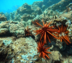Heterocentrotus mamillatus