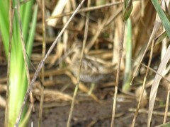 Gallinago