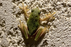 Hyla meridionalis