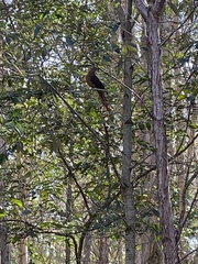 Macropygia phasianella