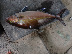 Seriola