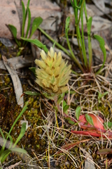 Ptilotus spathulatus