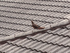 Macropygia phasianella