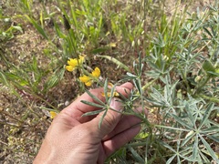 Lupinus luteus