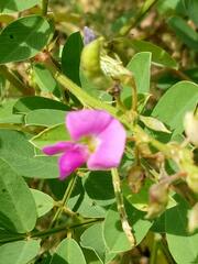 Tephrosia purpurea