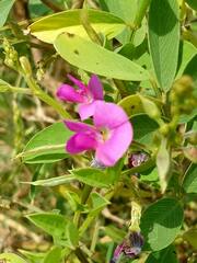 Tephrosia purpurea