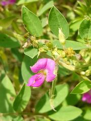 Tephrosia purpurea