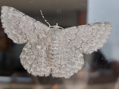 Pingasa abyssiniaria