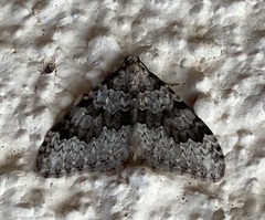 Nebula ibericata