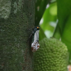 Penthicodes farinosus