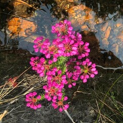 Erica cubica