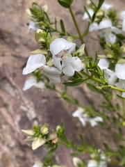 Prostanthera striatiflora