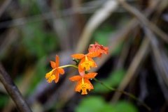 Epidendrum radicans