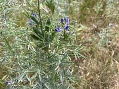 Lupinus angustifolius