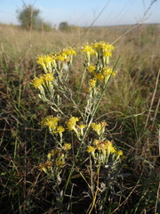 Galatella villosa