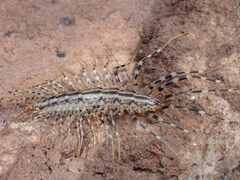 Allothereua maculata