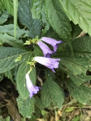 Strobilanthes formosana