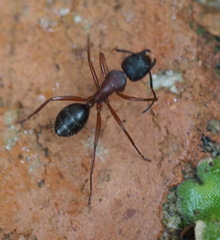 Camponotus innexus