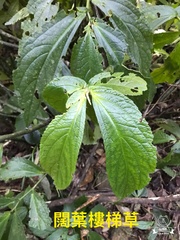 Elatostema platyphyllum