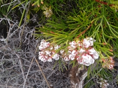 Serruria rubricaulis