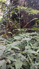 Achyranthes