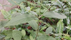 Achyranthes