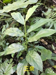 Zingiber kawagoii