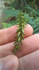 Achyranthes