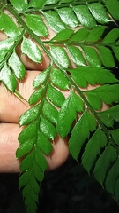 Arachniodes aristata