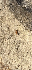 Formica pallidefulva